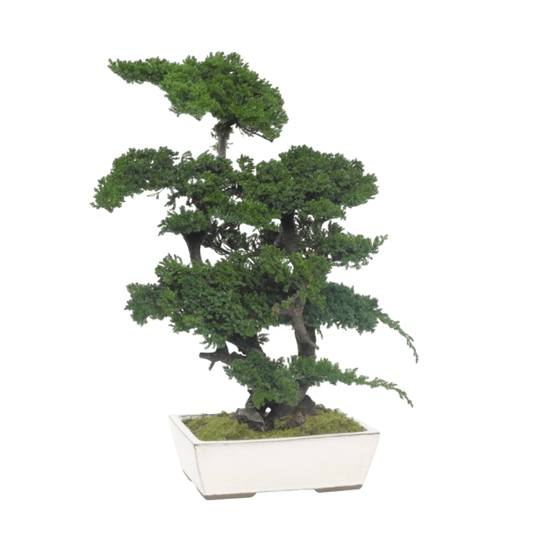 BONSAÏS STABILISÉS JUNIPERUS