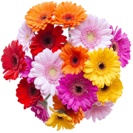 GERBERAS