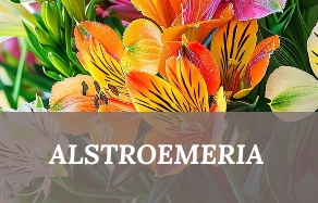 Alstroemeriae