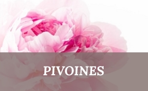 Pivoines