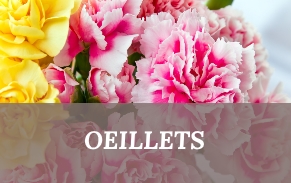 Oeillets