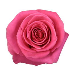 ROSE "PINK FLOYD"